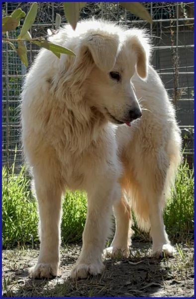 UFFA SIMIL MAREMMANA 3 ANNI | Foto 5