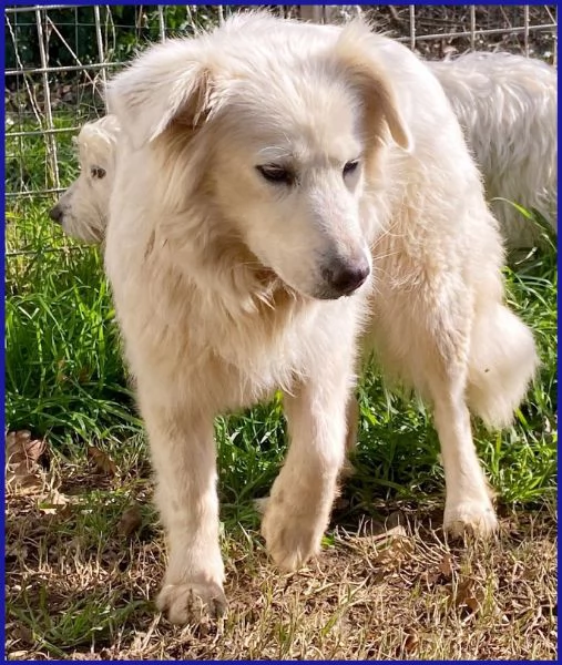 UFFA SIMIL MAREMMANA 3 ANNI | Foto 4