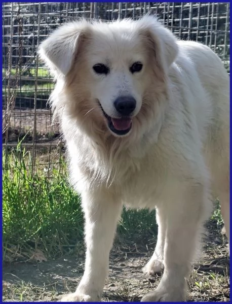 UFFA SIMIL MAREMMANA 3 ANNI | Foto 3