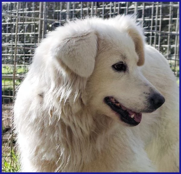 UFFA SIMIL MAREMMANA 3 ANNI | Foto 2