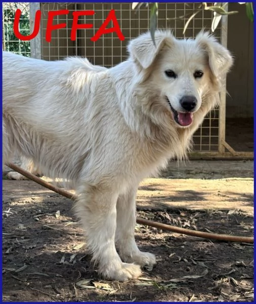 UFFA SIMIL MAREMMANA 3 ANNI