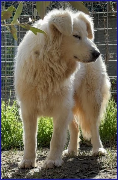 UFFA SIMIL MAREMMANA 3 ANNI | Foto 0