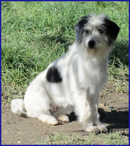 MANNAGGIA CUCCIOLONA SIMIL SPINONCINA | Foto 6