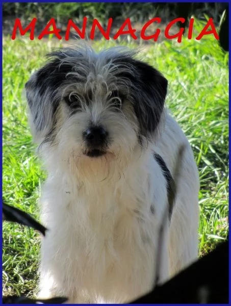 MANNAGGIA CUCCIOLONA SIMIL SPINONCINA