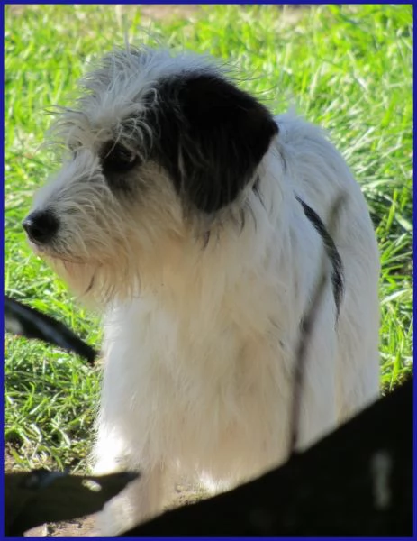 MANNAGGIA CUCCIOLONA SIMIL SPINONCINA | Foto 3