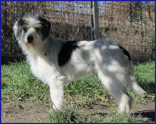 MANNAGGIA CUCCIOLONA SIMIL SPINONCINA | Foto 0