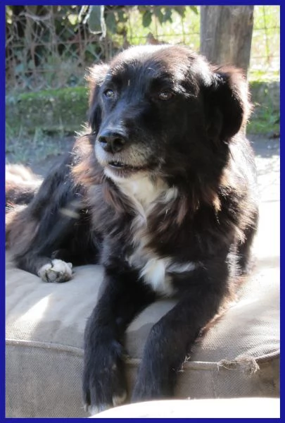 DAJE SPLENDIDO SIMIL BORDER DI 5 ANNI | Foto 6