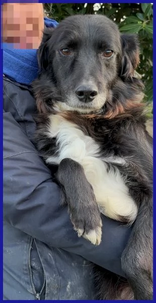 DAJE SPLENDIDO SIMIL BORDER DI 5 ANNI | Foto 5