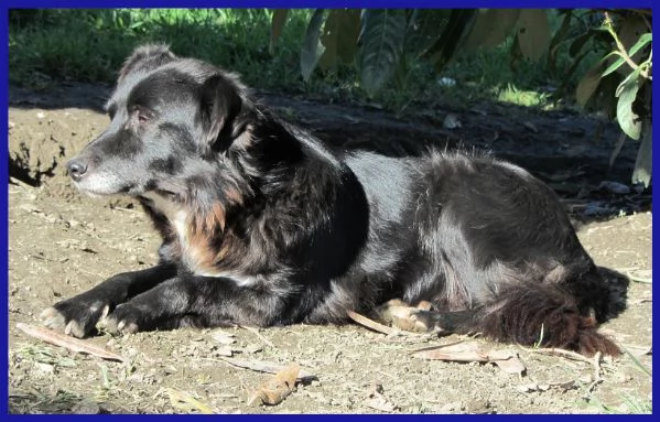 DAJE SPLENDIDO SIMIL BORDER DI 5 ANNI | Foto 4