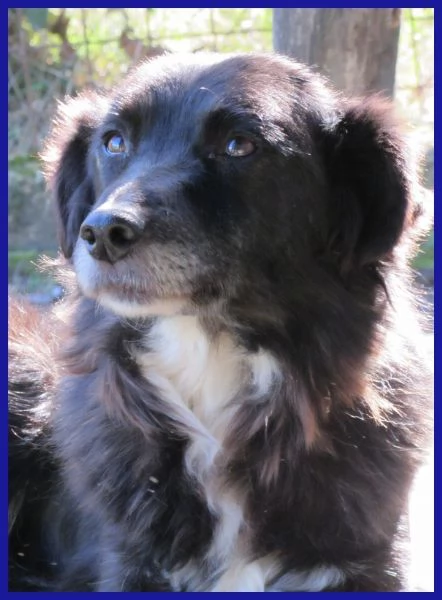 DAJE SPLENDIDO SIMIL BORDER DI 5 ANNI | Foto 3