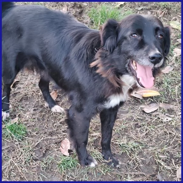 DAJE SPLENDIDO SIMIL BORDER DI 5 ANNI | Foto 2