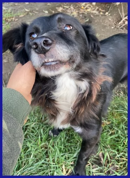 DAJE SPLENDIDO SIMIL BORDER DI 5 ANNI | Foto 1