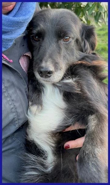 DAJE SPLENDIDO SIMIL BORDER DI 5 ANNI | Foto 0