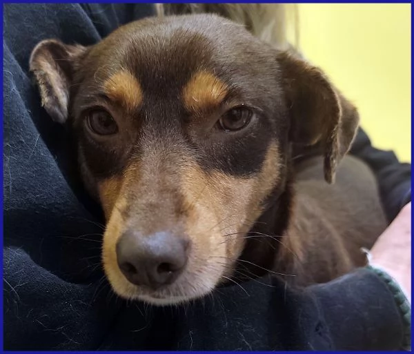 MOU TENERISSIMA PICCOLETTA DI 2 ANNI | Foto 2