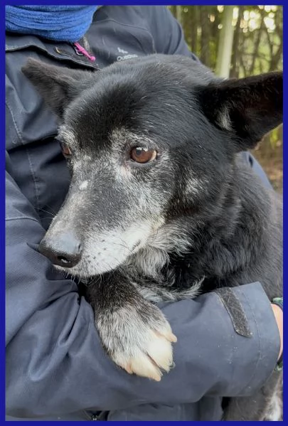 BULLONE UN TENERO VECCHIETTO | Foto 5