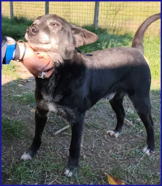 BULLONE UN TENERO VECCHIETTO | Foto 4