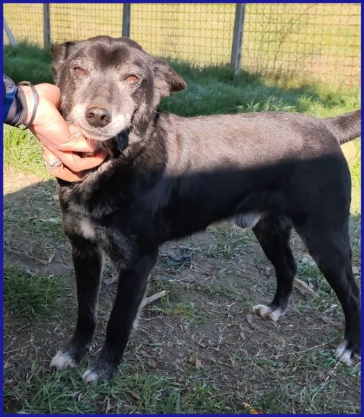 BULLONE UN TENERO VECCHIETTO | Foto 3