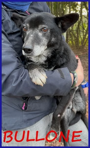 BULLONE UN TENERO VECCHIETTO