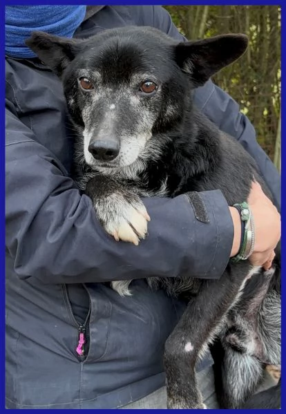 BULLONE UN TENERO VECCHIETTO | Foto 1