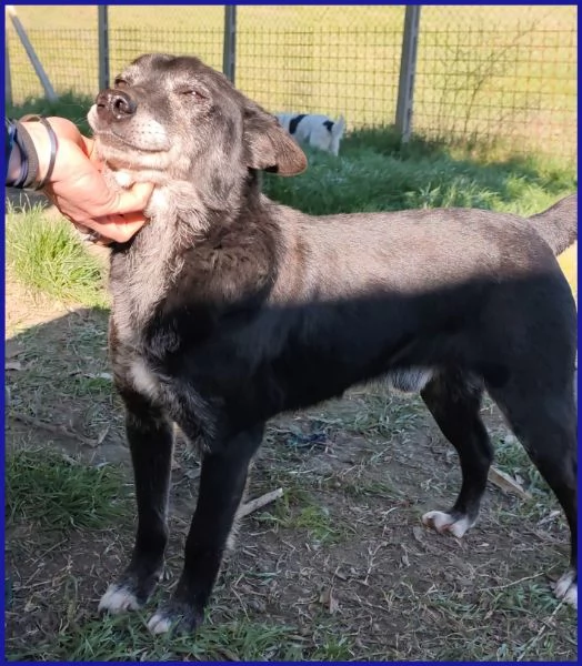 BULLONE UN TENERO VECCHIETTO | Foto 0