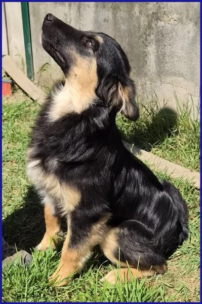 SEMOLINO CUCCIOLOTTO 6 MESI MIX BORDER | Foto 4