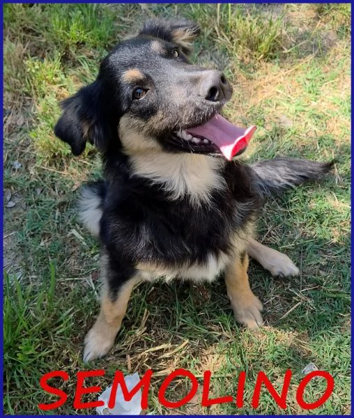 SEMOLINO CUCCIOLOTTO 6 MESI MIX BORDER