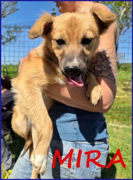 MIRA CUCCIOLA 6 MESI