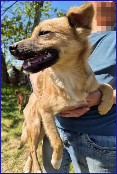 MIRA CUCCIOLA 6 MESI | Foto 0