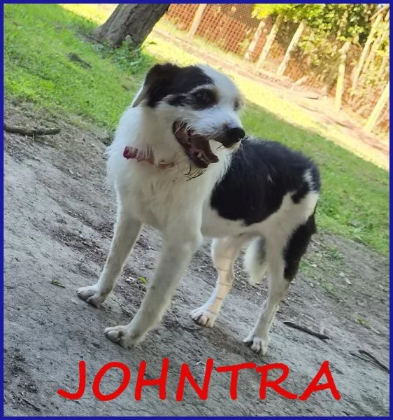 JOHNTRA SIMIL LAGOTTINO 4 ANNI