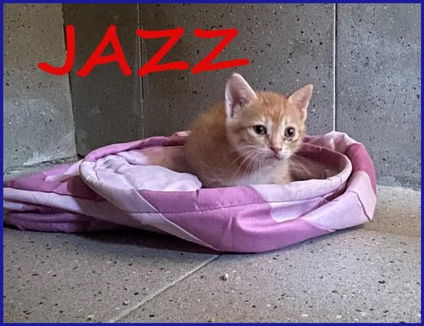 JAZZ MICETTO ROSSO TENERISSIMO