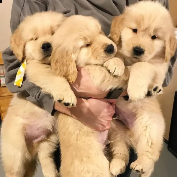 regalo cuccioli golden retriever   maschio e femmina