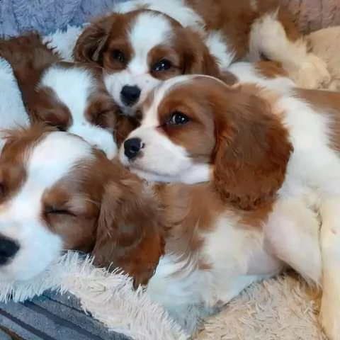 cuccioli di cavalier king  femminucce e maschietti per ladozione gratuita i cuccioli sono vaccinati