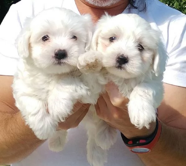 bianchissimi cucciolini maltese