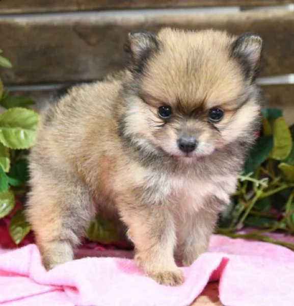 regalo pomerania cuccioli maschio e femmina 