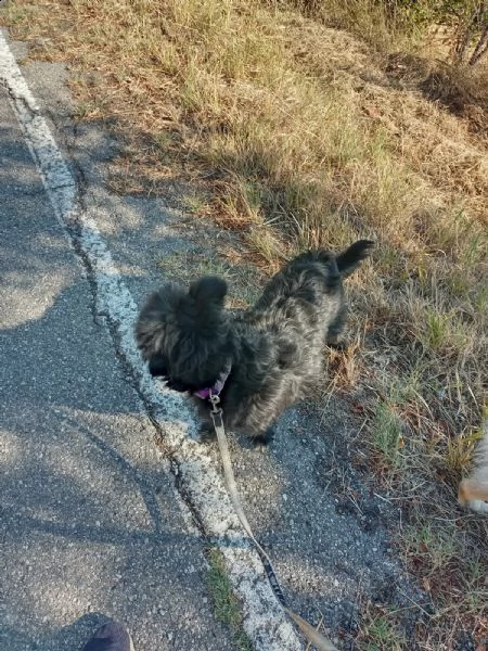 cani rimasti senza padrone | Foto 1