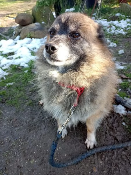 cani rimasti senza padrone