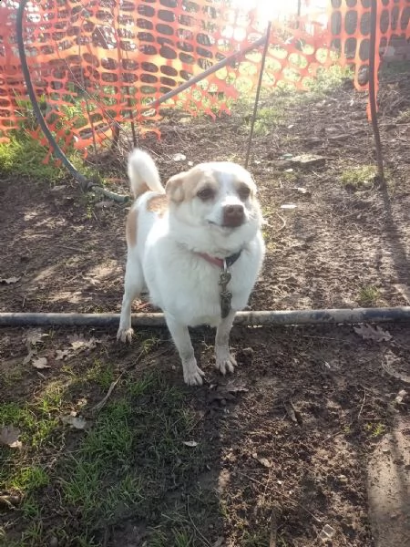 cani rimasti senza padrone | Foto 0