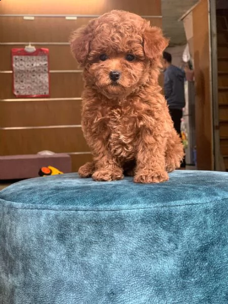 cuccioli di cane barboncino toy | Foto 0