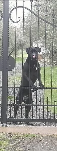 cuccioli cane corso nati 04/07/2022