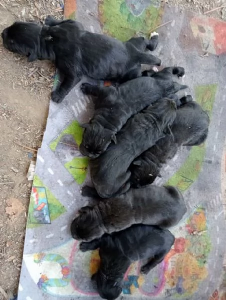 cuccioli cane corso nati 04/07/2022 | Foto 3