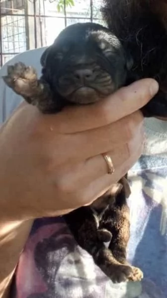 cuccioli cane corso nati 04/07/2022 | Foto 1