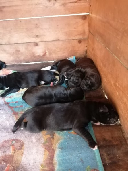 cuccioli cane corso nati 04/07/2022 | Foto 0