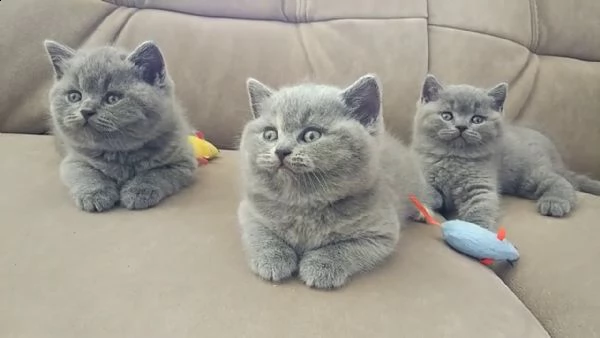 gattini britannici a pelo corto
