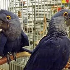 vendo pappagalli ara giacinto parlanti