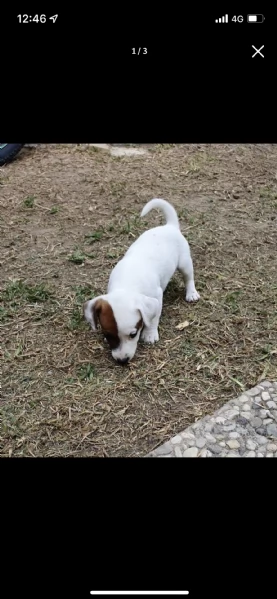 jack russell terrier | Foto 3