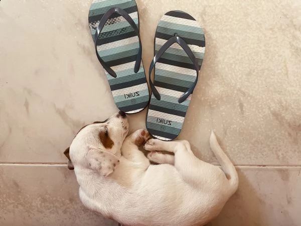 jack russell terrier | Foto 1