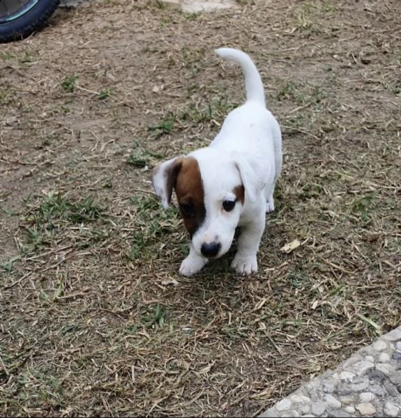 jack russell terrier