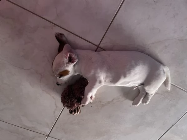 jack russell terrier | Foto 0
