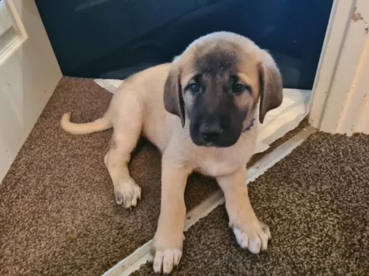 cuccioli di kangal turchi | Foto 2