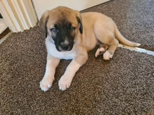 cuccioli di kangal turchi | Foto 1